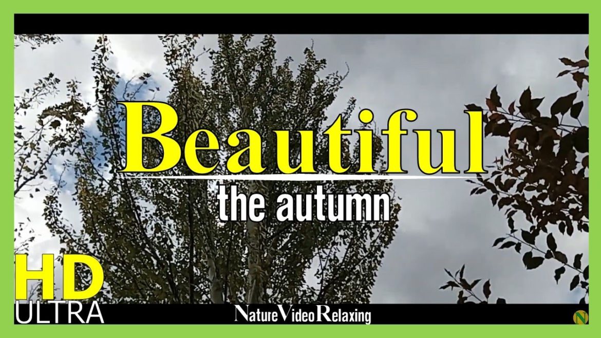 Tall and beautiful trees in the garden [2022]