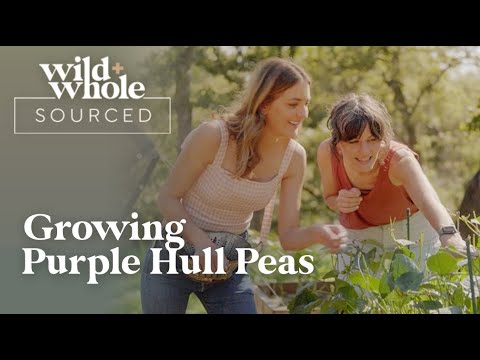 Growing Purple Hull Peas | Wild + Whole Sourced Growing Purple Hull Peas | Wild + Whole Sourced