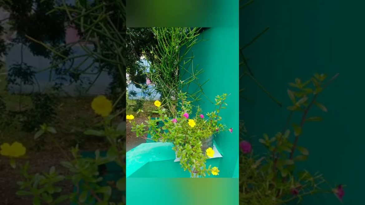 my friend's backyard garden