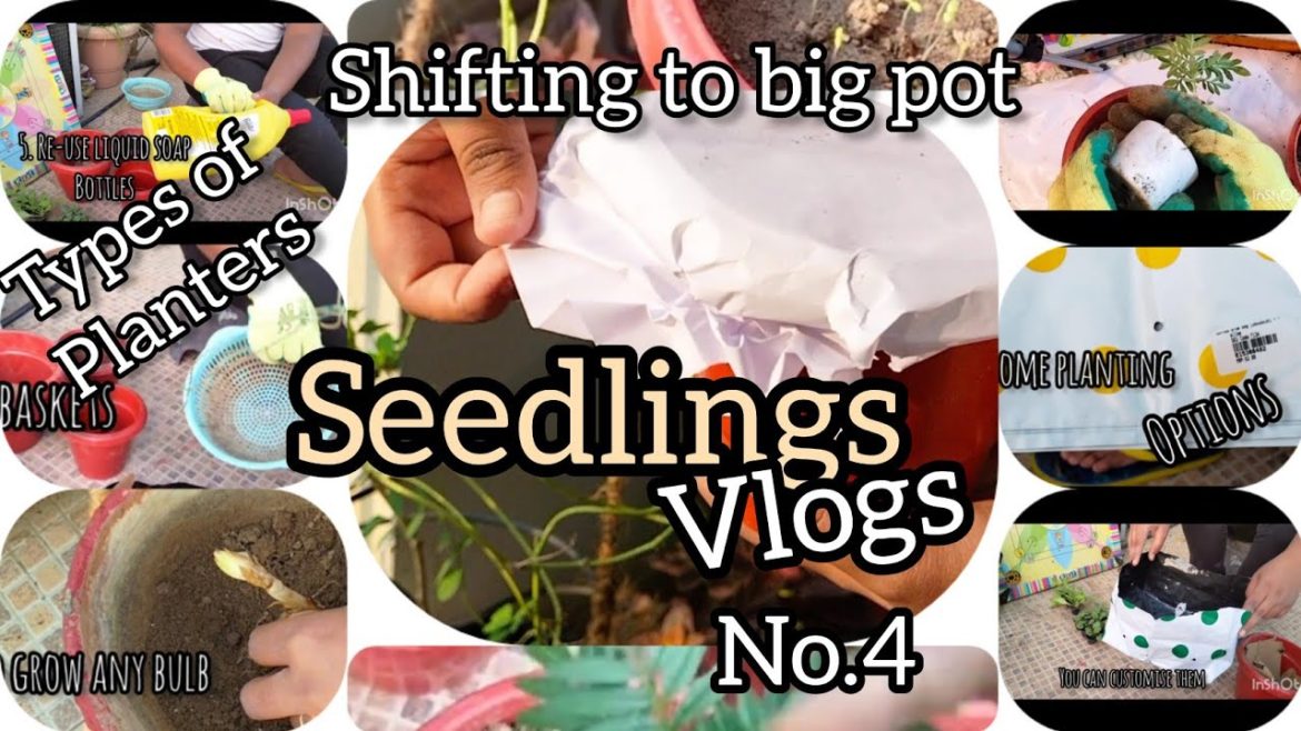 transplant #seedlings in pot #flowerpot #asiatic lily #marigold transplant.