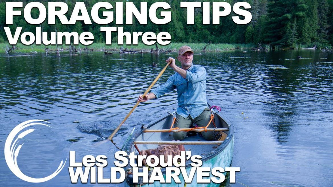 Wild Harvest Foraging Tips  Vol 3 | Les Stroud | TV series