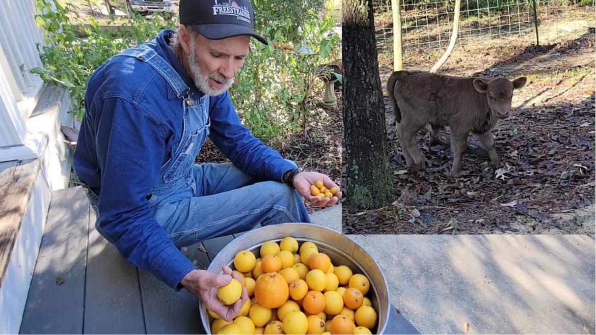 How Many ORANGES?? and Kenny's Morning