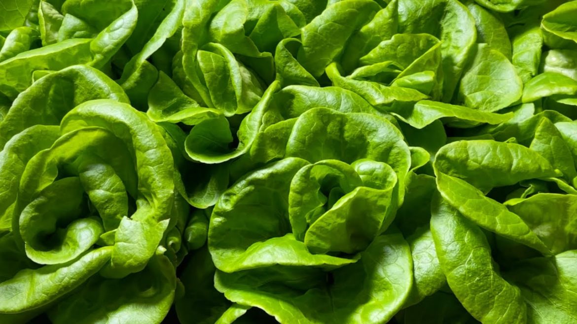 Tips for growing winter lettuce and other salad leaves | part 1 Tips for growing winter lettuce and other salad leaves | part 1