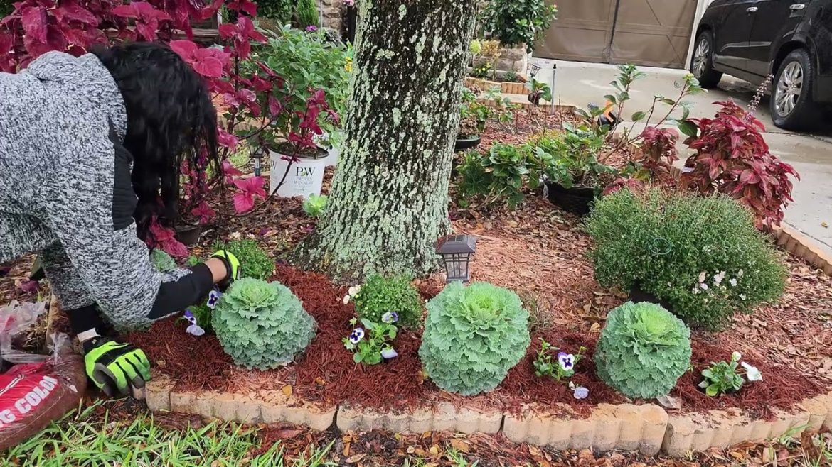 Planting Ornamental Kale/Cabbage, Pansies & Dianthus for the Winter Garden. Zone 9 #poinsettia Planting Ornamental Kale/Cabbage, Pansies & Dianthus for the Winter Garden. Zone 9 #poinsettia