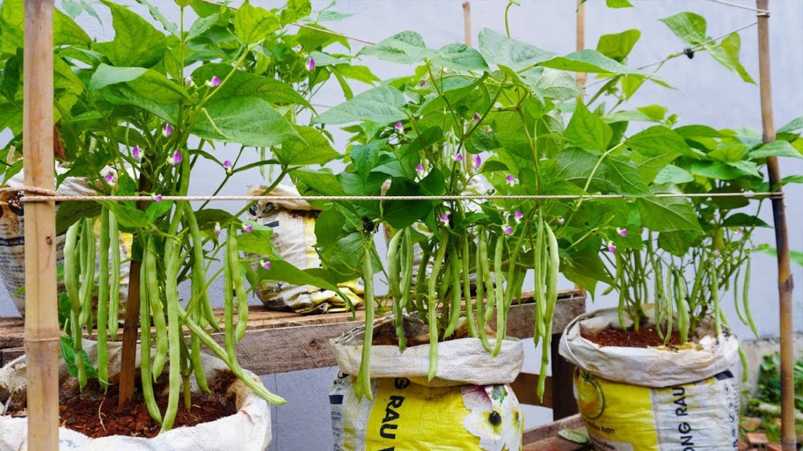 tips for growing green beans at home without a garden tips for growing green beans at home without a garden