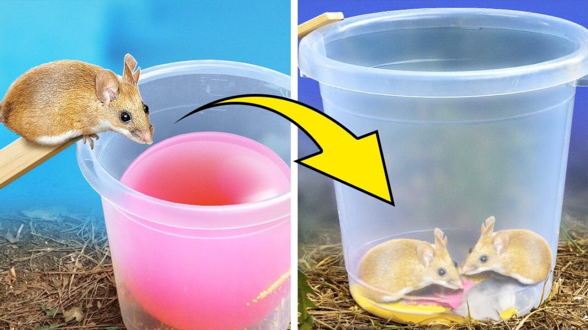 Effective Pest Control Hacks For Home And Garden Effective Pest Control Hacks For Home And Garden