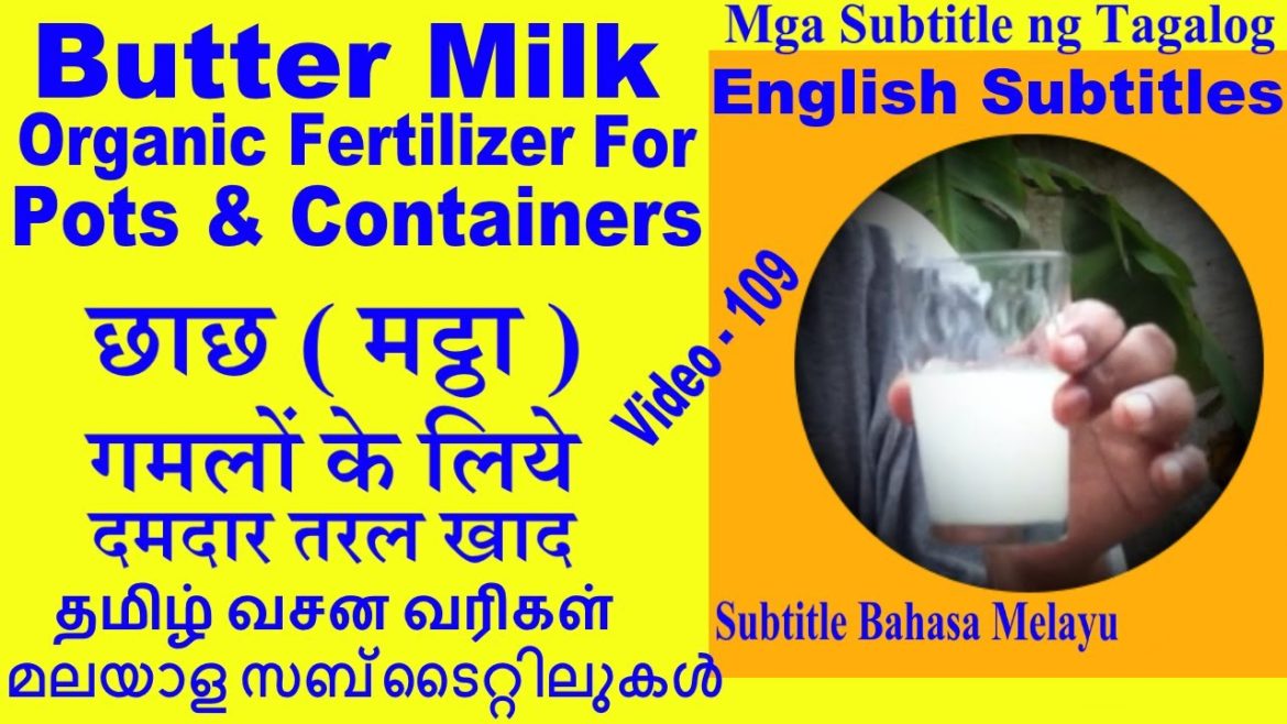 Butter Milk Organic Fertilizer Homemade for Pot and Container Gardening