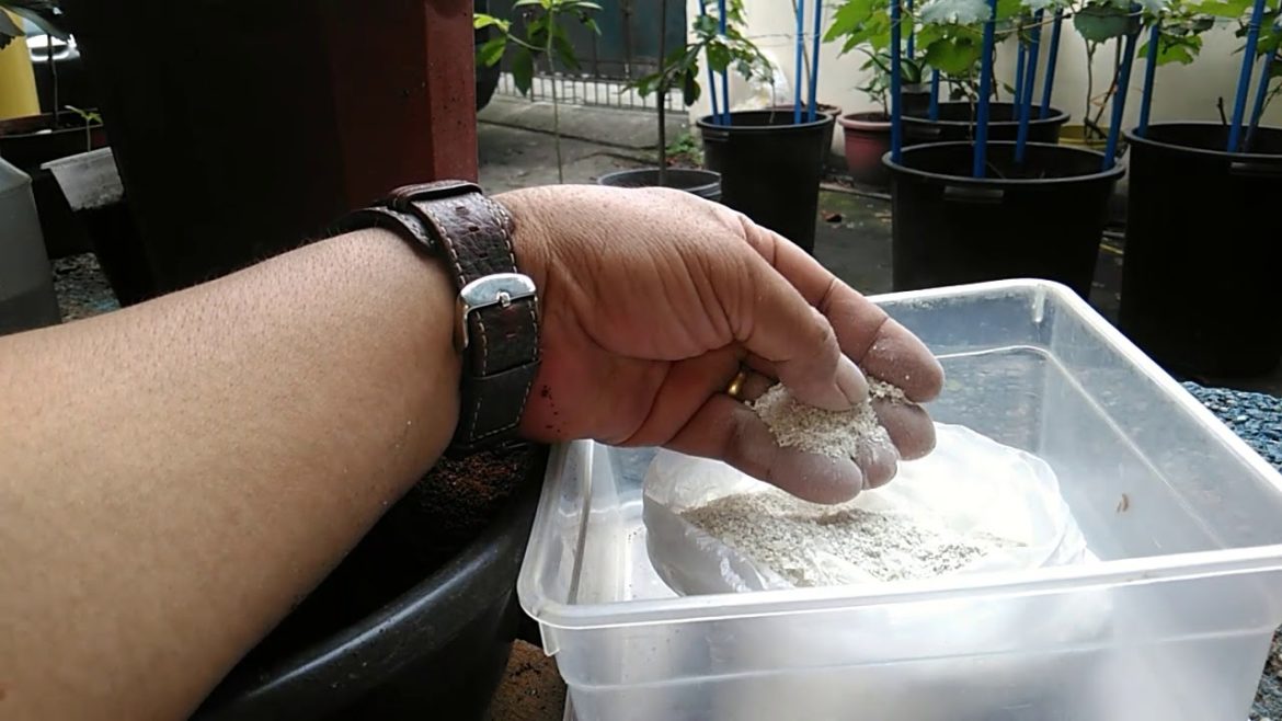 Container Gardening – Coffee Grounds and Egg Shells as Organic Fertilizers Container Gardening - Coffee Grounds and Egg Shells as Organic Fertilizers