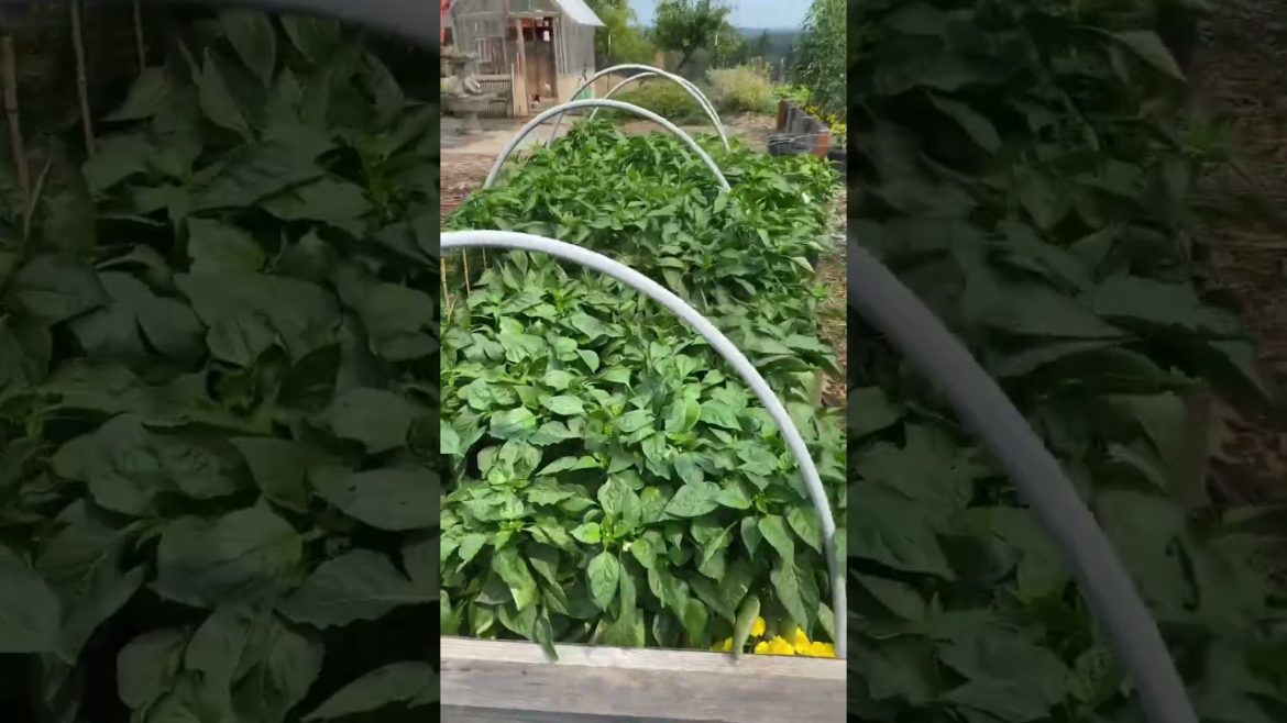 Pick & grow peppers with me in the garden & some tips for an incredible pepper harvest!