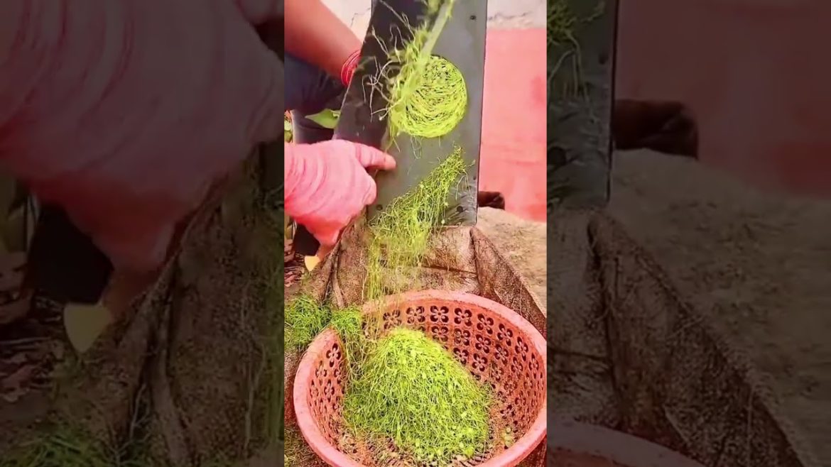 Tobacco plant cutting #lifestyle #tips