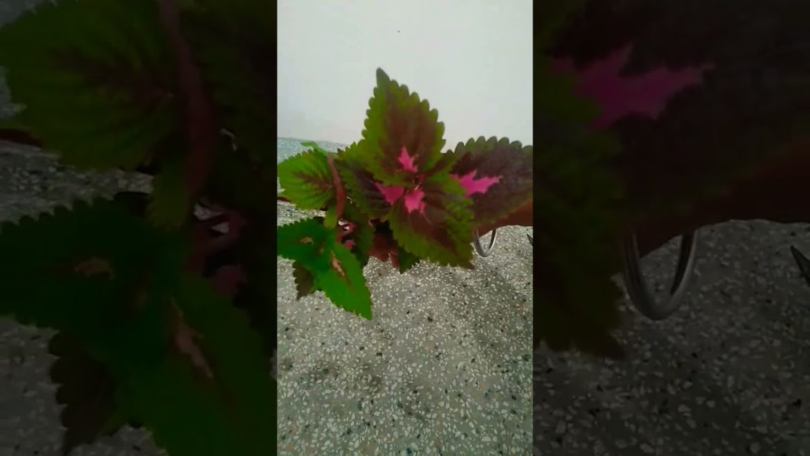 How to grow coleus from cuttings #shorts #viral #trending #nishthamahant #shortsvideo #viralvideo