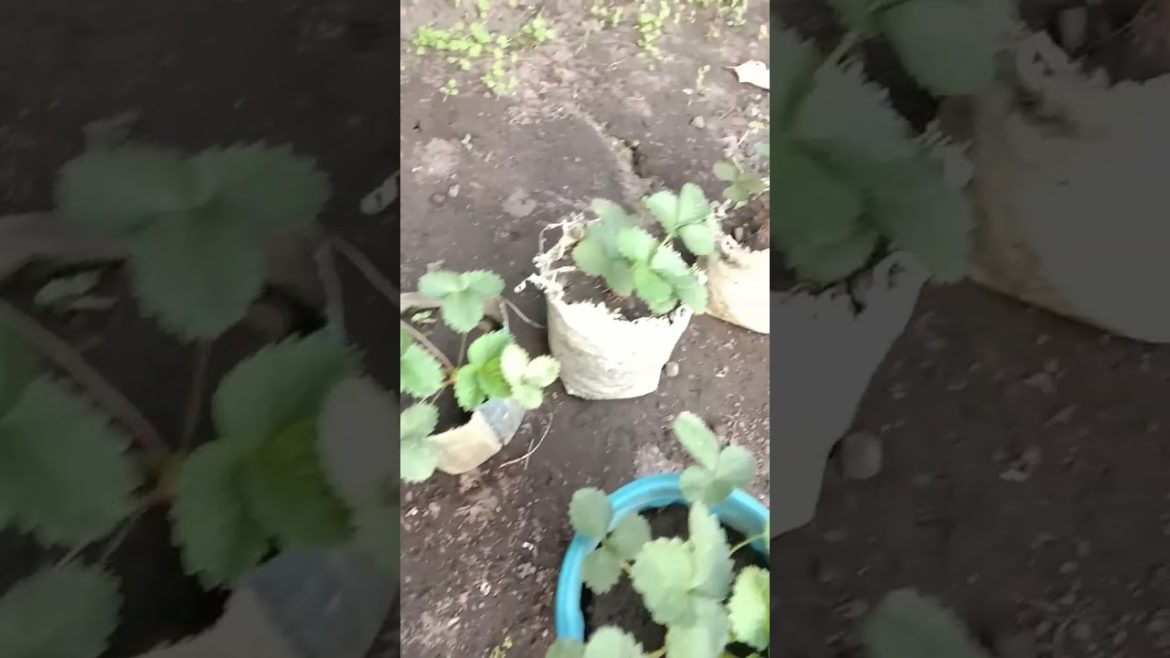 STRAWBERRY PLANTS ARE MY HOME 😁😀 JUST LOOK AT THIS #shorts #viral #trending #ytshorts #viralshorts