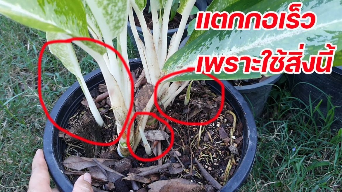 แตกกอไว แตกกอเร็ว ต้องใช้สิ่งนี้เลย ใครปลูกอโกลนีม่า ต้องดูคลิปนีี้ ต่ายHunberryz. แตกกอไว แตกกอเร็ว ต้องใช้สิ่งนี้เลย ใครปลูกอโกลนีม่า ต้องดูคลิปนีี้ ต่ายHunberryz.