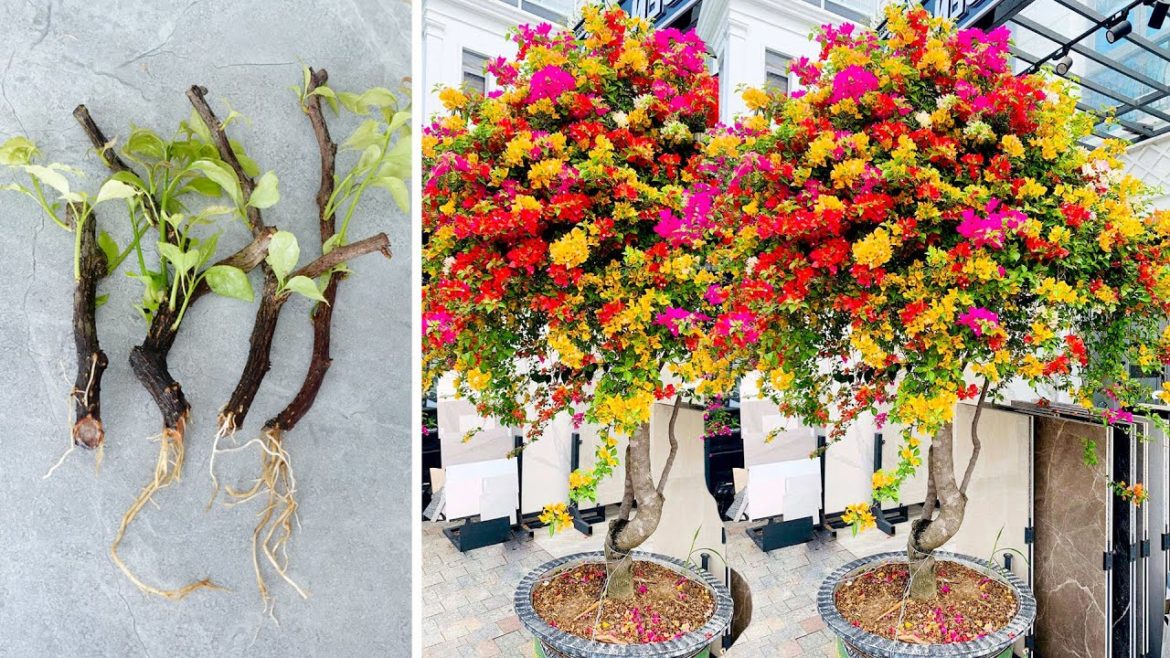 Unique way breeding Bougainvillea with sand, fast rooting, flowers bloom all year round Unique way breeding Bougainvillea with sand, fast rooting, flowers bloom all year round