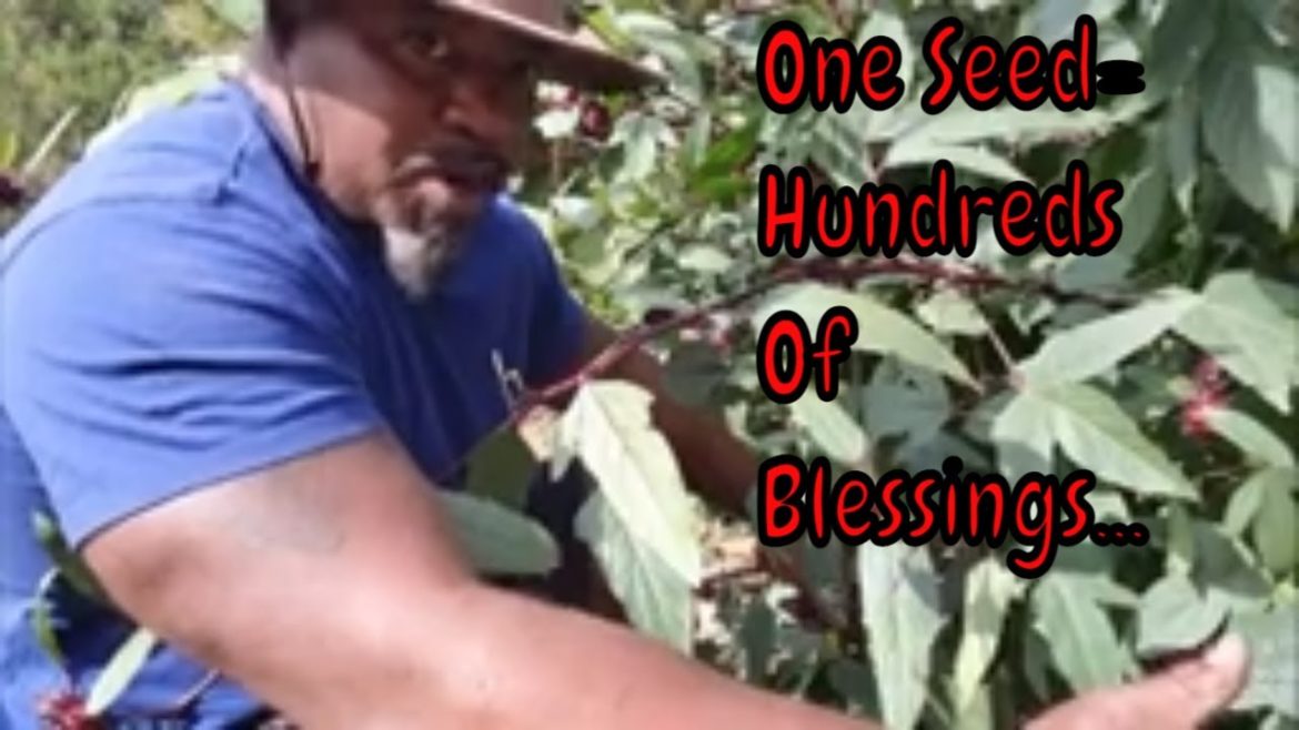 Harvesting And Freeze Drying Sorrel: The Best Way To Make Sustainable Supplies Harvest Right Harvesting And Freeze Drying Sorrel: The Best Way To Make Sustainable Supplies Harvest Right