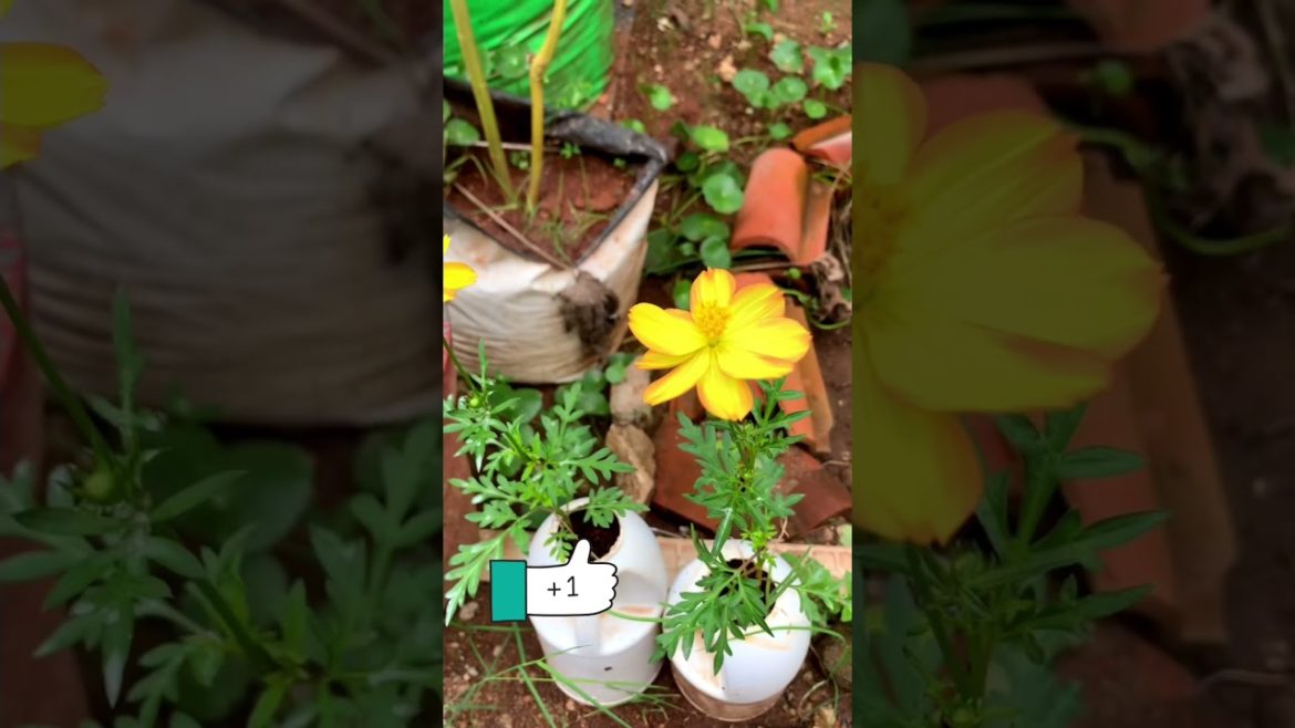 Simple and Easy Gardening Tips and Ideas.#gardeningidea#gardeningtips#containergardening#shorts
