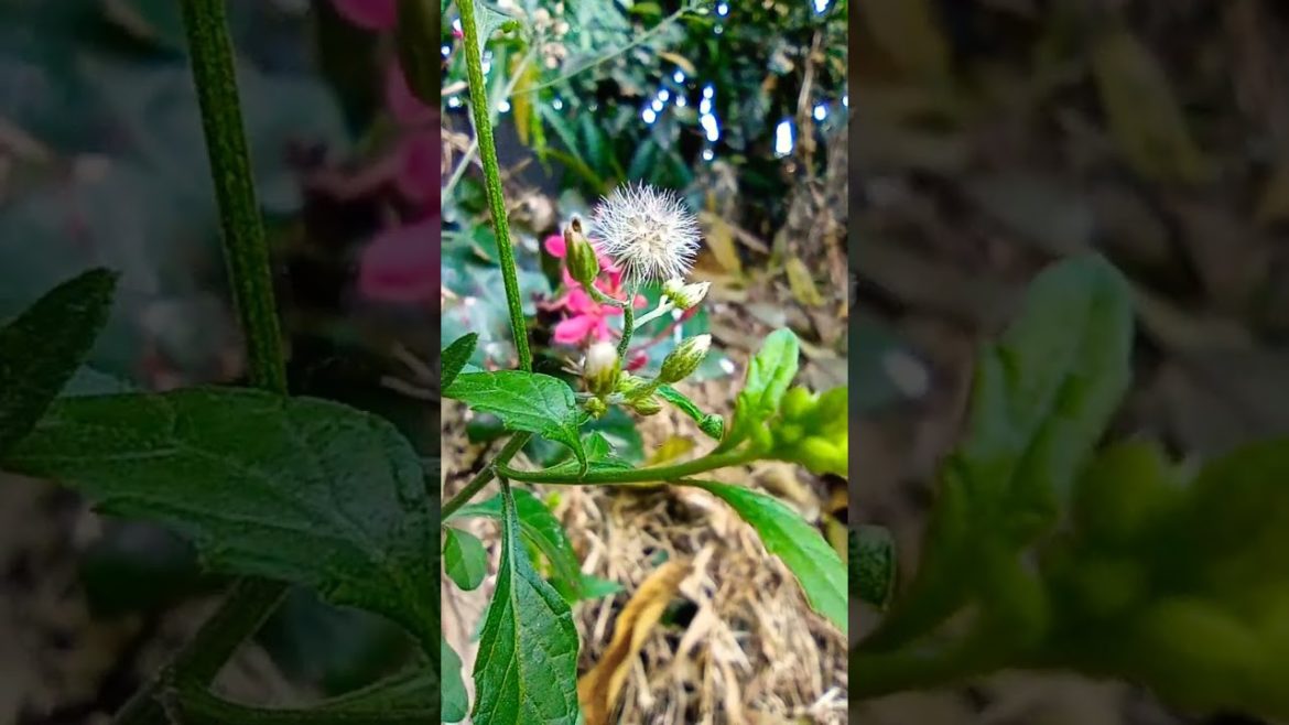 An amazing flower in the early morning attract my eyes 🎋🥀🥰have a nice day #youtubeshorts #shorts