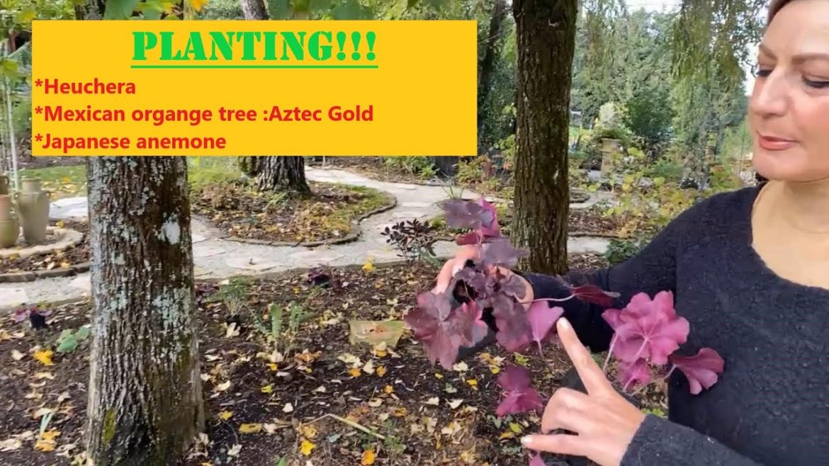 Planting: Heuchera, Mexican orange tree aztec gold, Japanese anemone