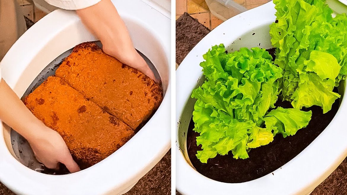 How to Grow Plants at Home || Gardening Hacks And Gadgets You Should Try How to Grow Plants at Home || Gardening Hacks And Gadgets You Should Try