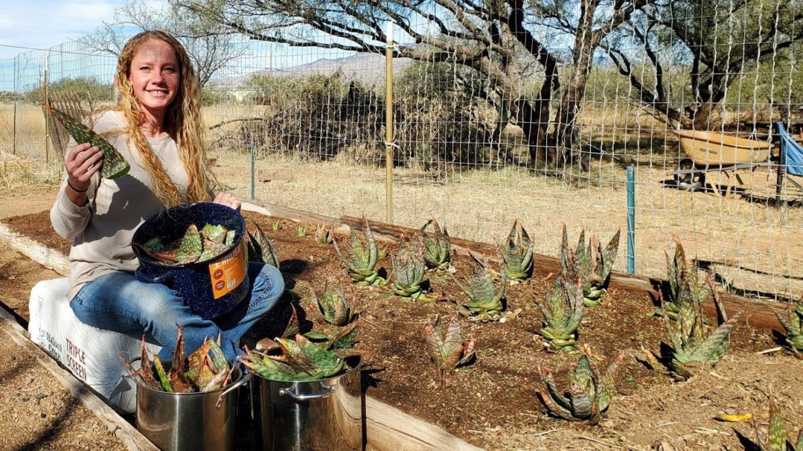 Harvesting Aloe For Soap Making