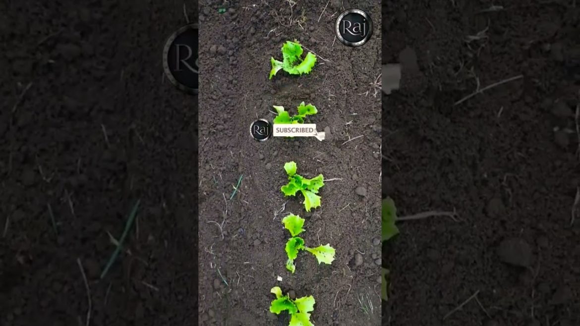 Diy garden || terrace || gardening || home garden || Diy garden ideas // #shorts  #youtubeshorts Diy garden || terrace || gardening || home garden || Diy garden ideas // #shorts  #youtubeshorts