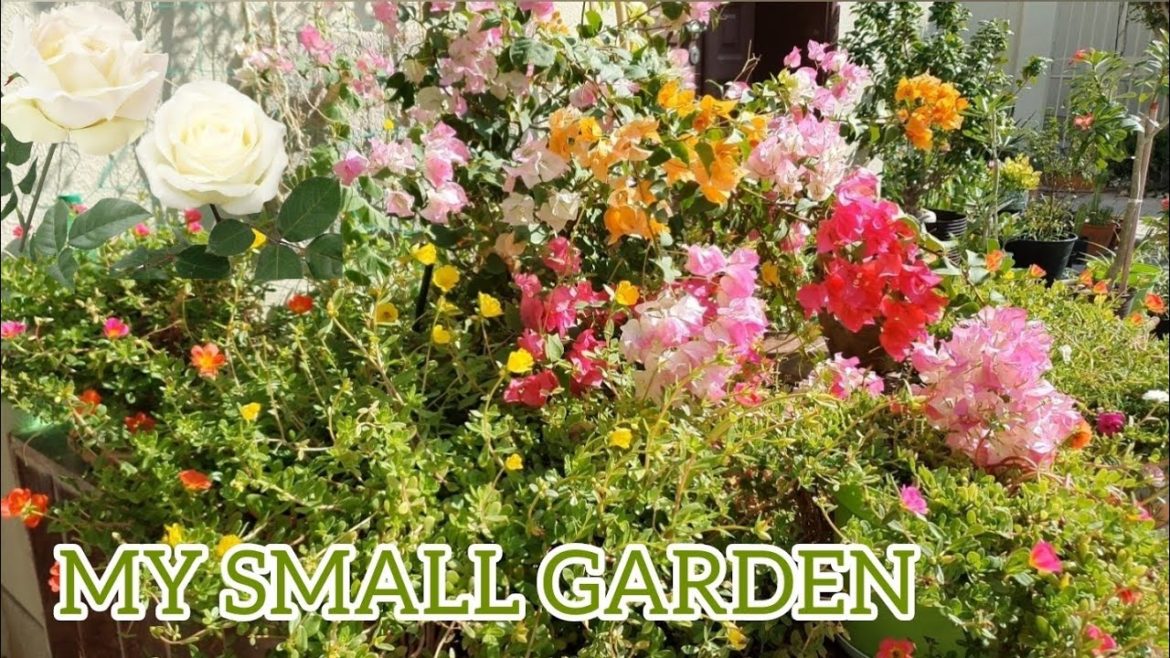 4K HDR Video – Beautiful Flower Gardenmy home garden