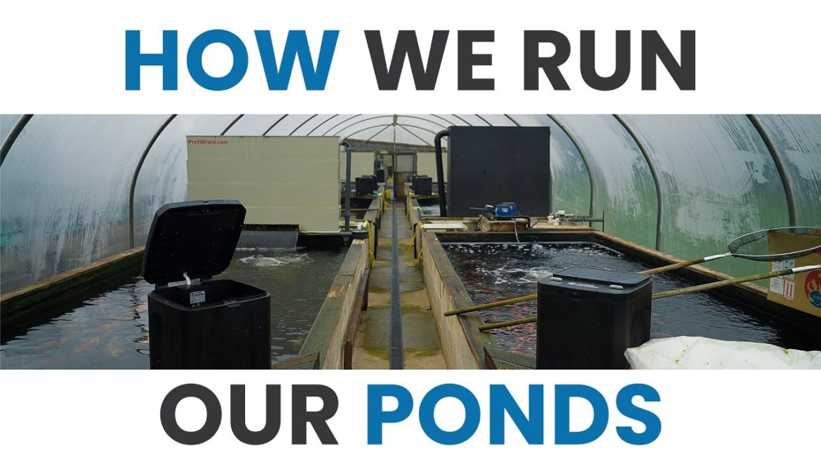 How We Run Our Koi Ponds At Koi Wholesale | Koi Pond Filtration