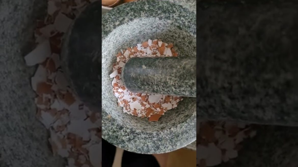 Grinding Eggshells For The Allotment #Shorts #Gardening #Horticulture