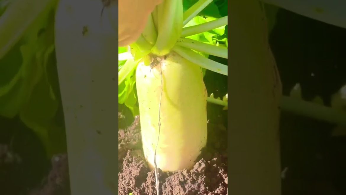 HARVESTING RADISH ( DAIKON IN JAPANESE )
