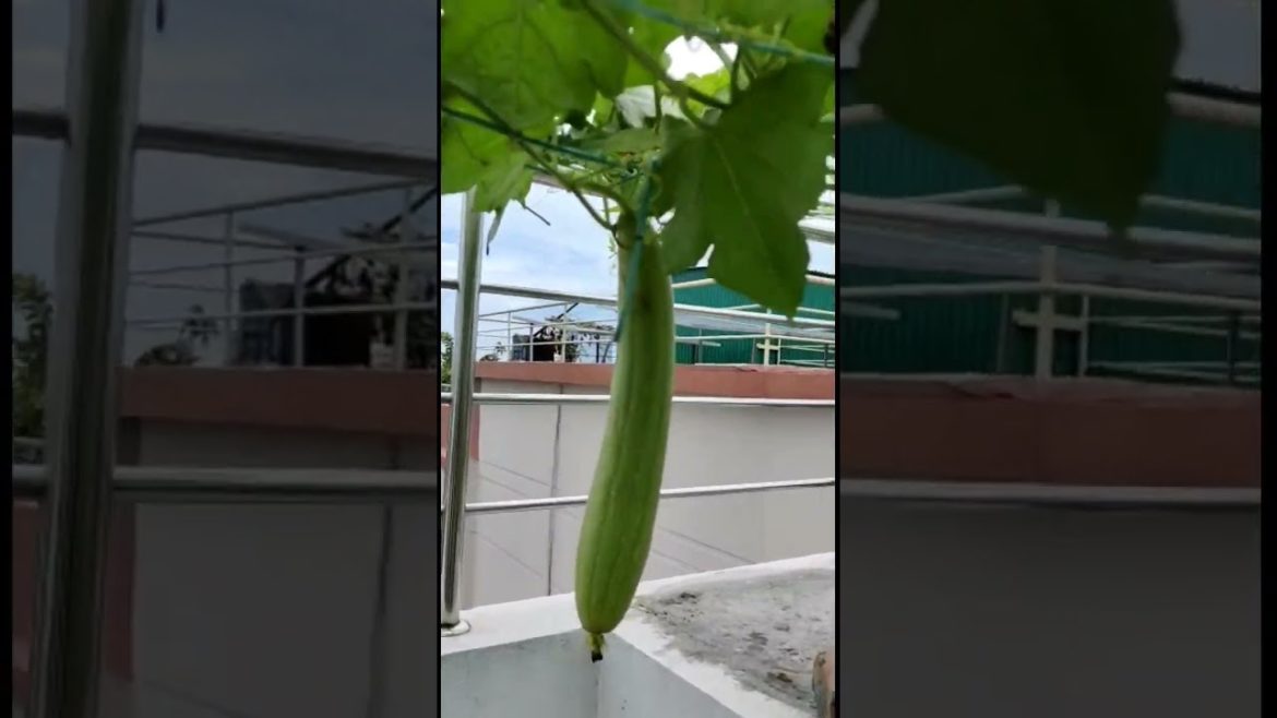 beautiful vegetable garden ideas #shorts #grownow #viral #viralvideo #youtubeshorts #shortsvideo beautiful vegetable garden ideas #shorts #grownow #viral #viralvideo #youtubeshorts #shortsvideo