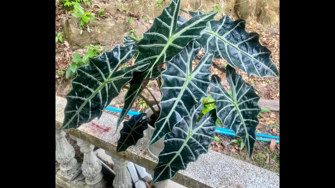 Update alocasia polly