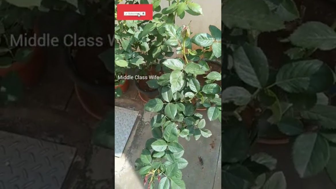 ரோஜா நிறைய மொட்டுக்கள் எடுக்க டிப்ஸ்/garden tips/#gardenvideos#roja#flower#shorts#plantscaretips