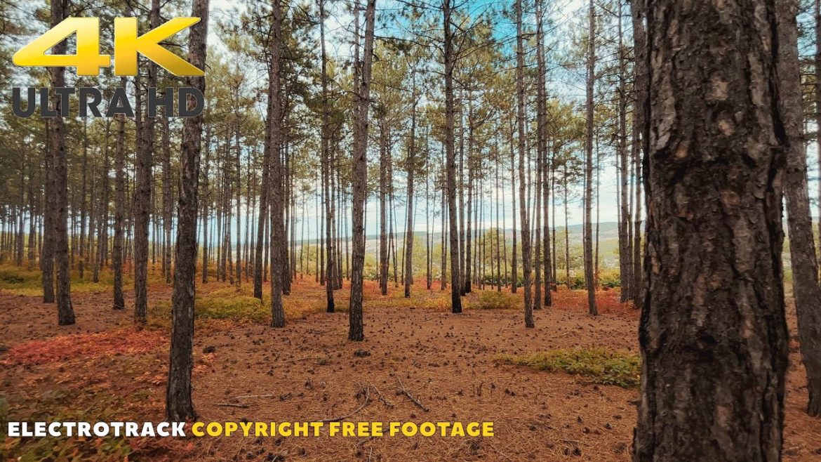 Forest Walk | No copyright Nature Landscape Background video 4K