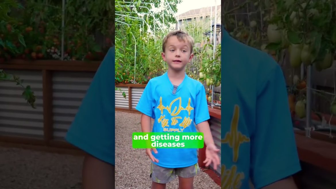 A necessity for indeterminate Tomato plants! ☀️🍅 #howtobuildatomatotrellis #tomatoharvestingtips