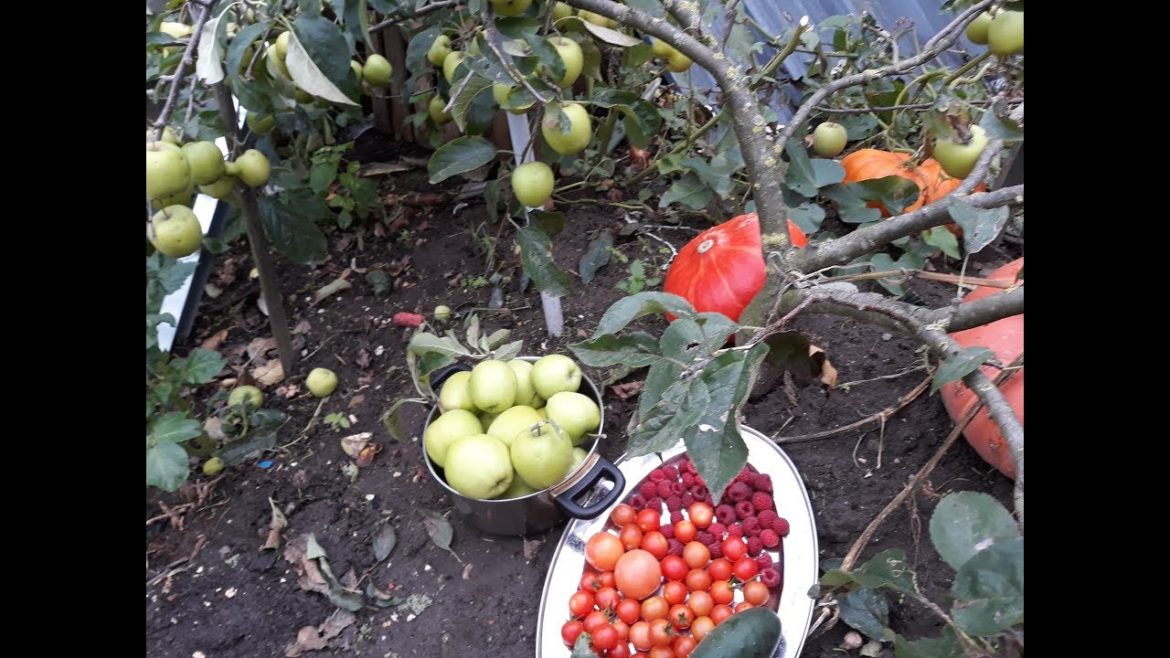 Garden Harvest Fall Season Fruits In The Backyard Garden Garden Harvest Fall Season Fruits In The Backyard Garden