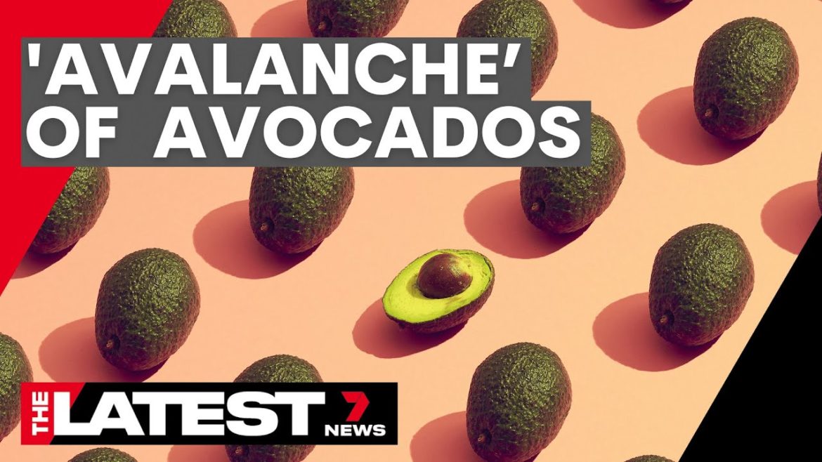 What the 'avalanche’ supply of avocados means for prices | 7NEWS What the 'avalanche’ supply of avocados means for prices | 7NEWS