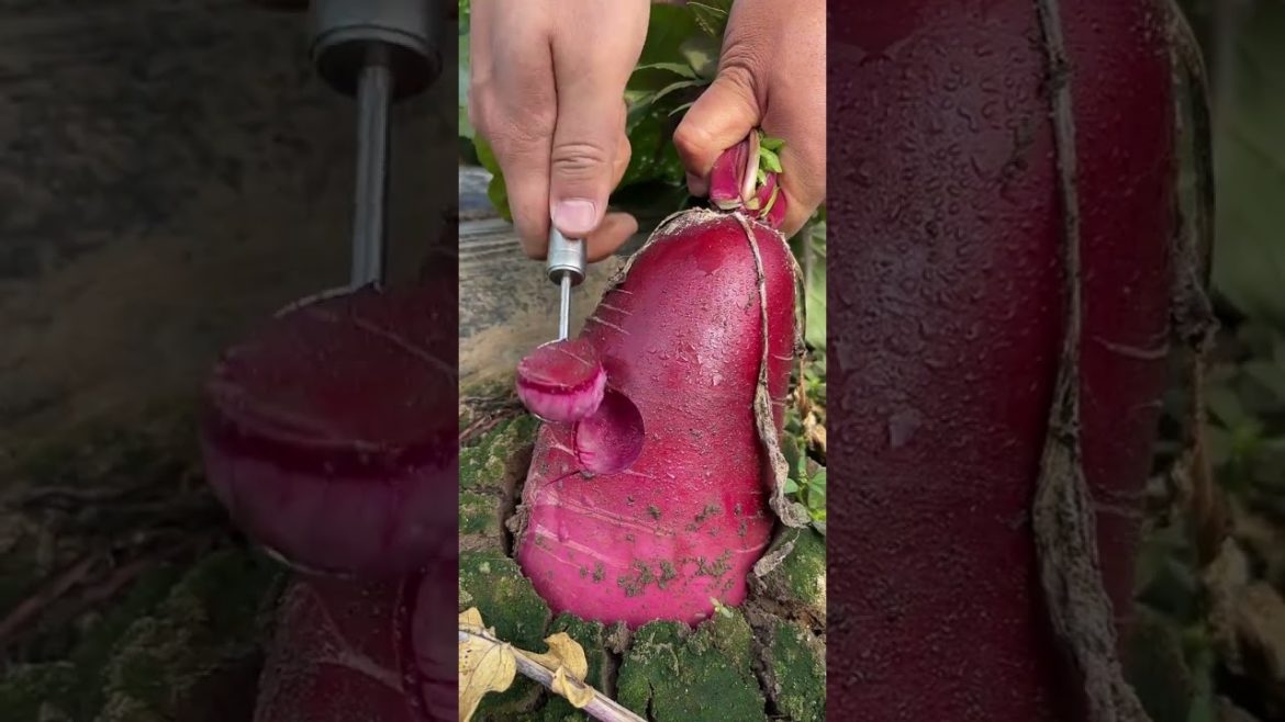 Best oddly satisfying video (P12) - Cutting purple radish #shorts