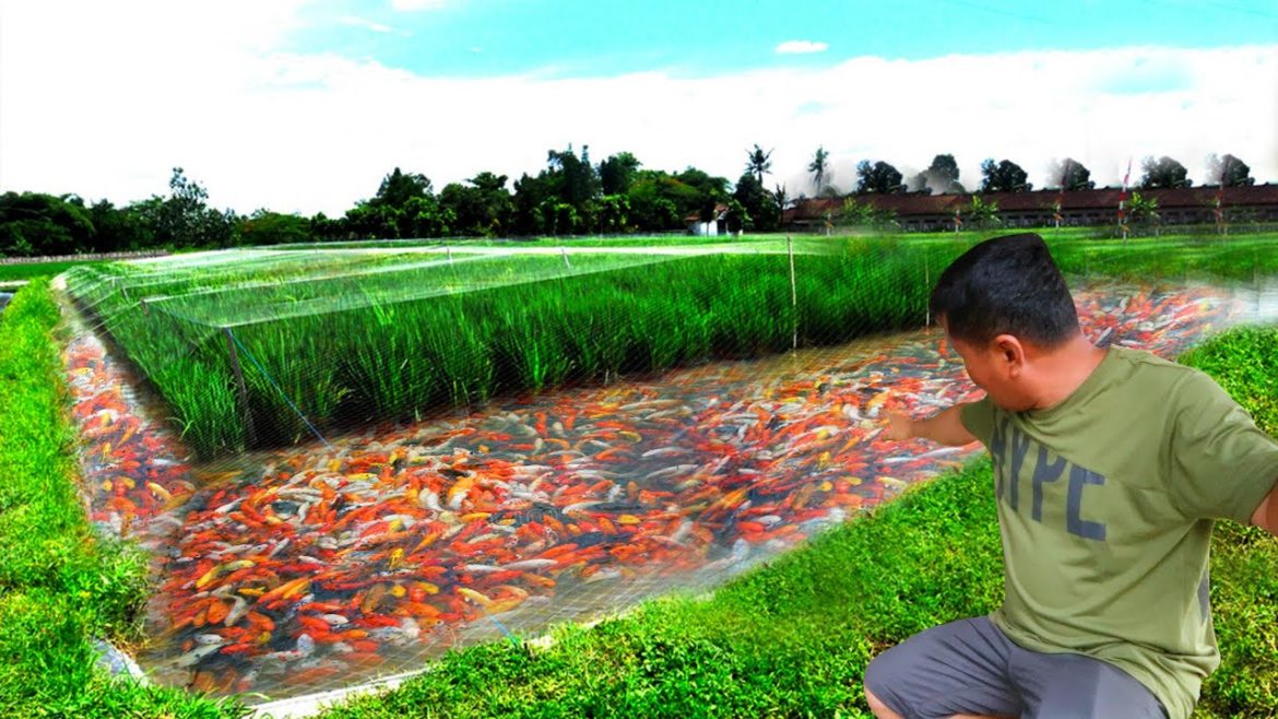 My 1 Hectare Farm of Ornametal Fish!! Turning My HOBBY Into A PROFITABLE BUSINESS!! My 1 Hectare Farm of Ornametal Fish!! Turning My HOBBY Into A PROFITABLE BUSINESS!!