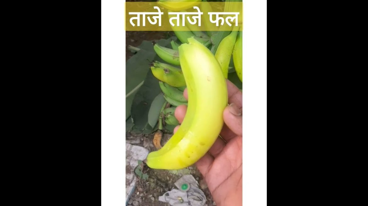ताजे ताजे फल ,केला का पेड़#short #trends #song #viral #banana