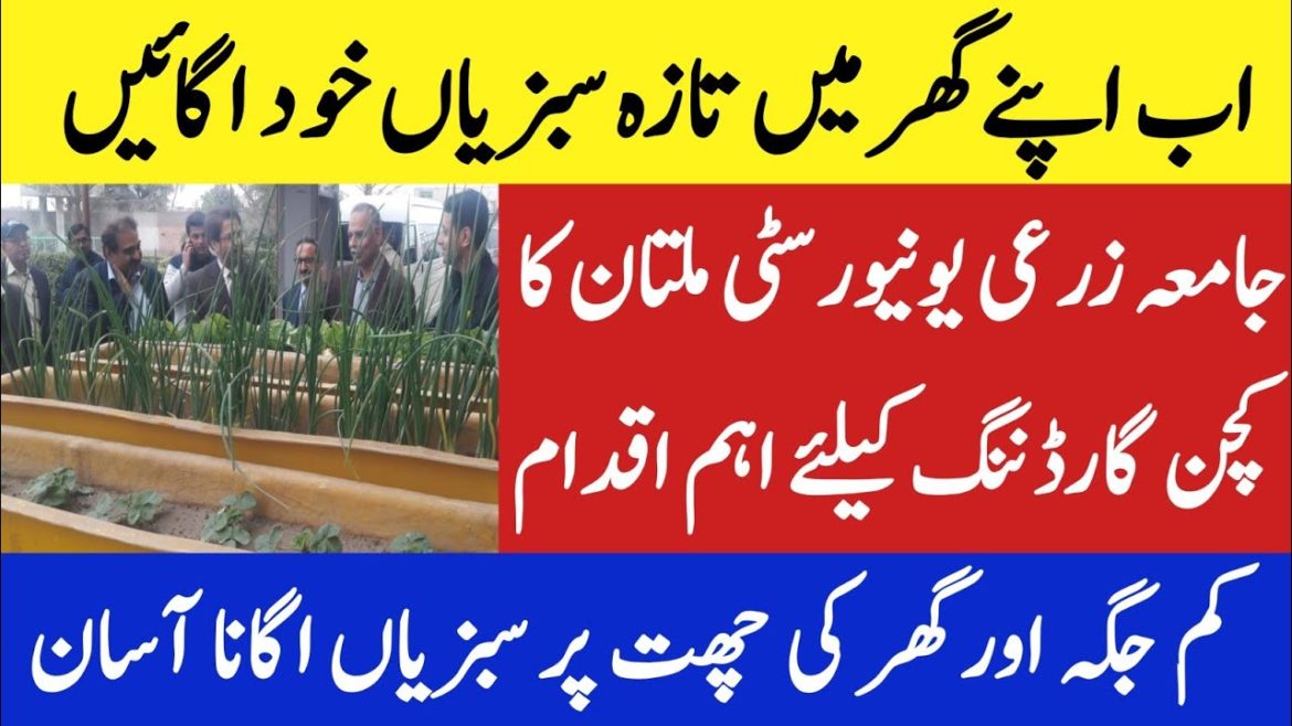 Roof Top Gardening Ideas 4 You| Kitchen Gardening |Terrace Gardening |Kitchen Gardening in Pakistan