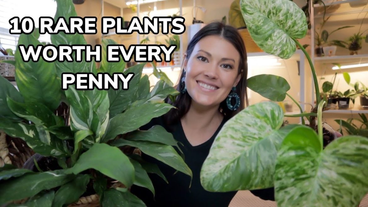 10 Rare Plants WORTH Every Penny - Uncommon Houseplants You Will Love - Part 2