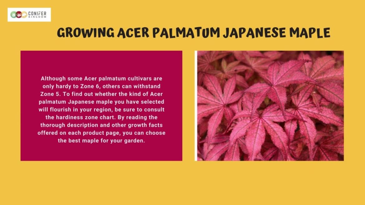 Acer Palmatum For Your Garden Area Acer Palmatum For Your Garden Area