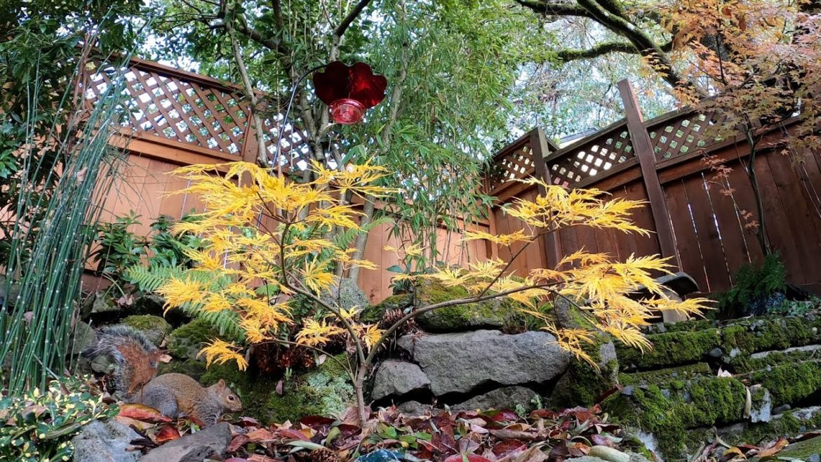 Weeping Japanese Maple | Autumn Ambience for work, study, relaxing, exercise, and more Weeping Japanese Maple | Autumn Ambience for work, study, relaxing, exercise, and more