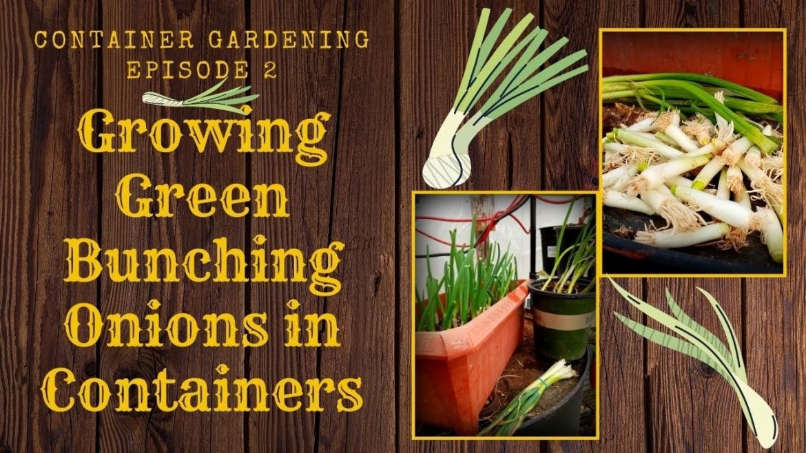 #313 Container Gardening Ep 2 – Growing Green Bunching Onions #313 Container Gardening Ep 2 - Growing Green Bunching Onions