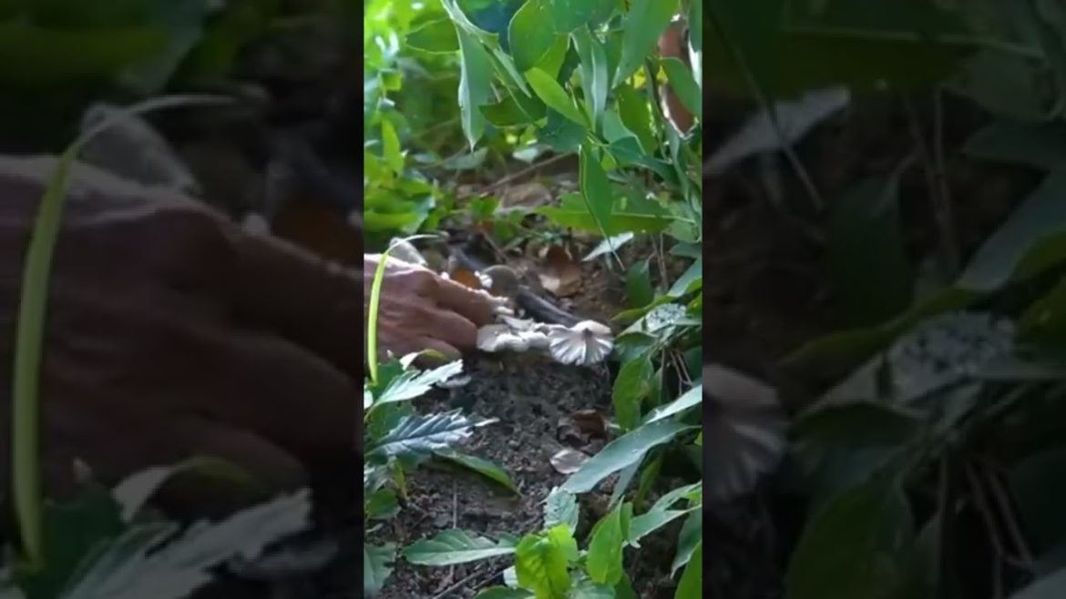 Picking my mushroom harvest | #shorts