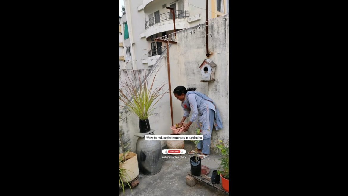 Ways To Reduce The Expenses In Gardening|बागबानी के खर्चे कम करने के तरीके|#ashasgardenstory#shorts