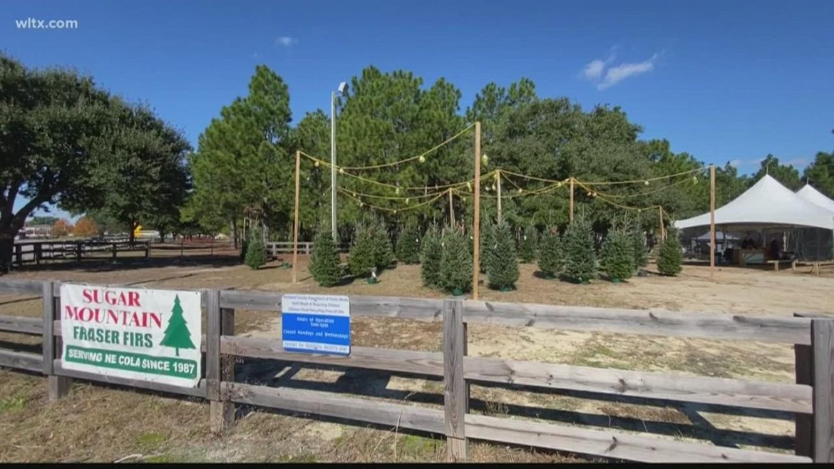 Christmas tree supply as demand rises