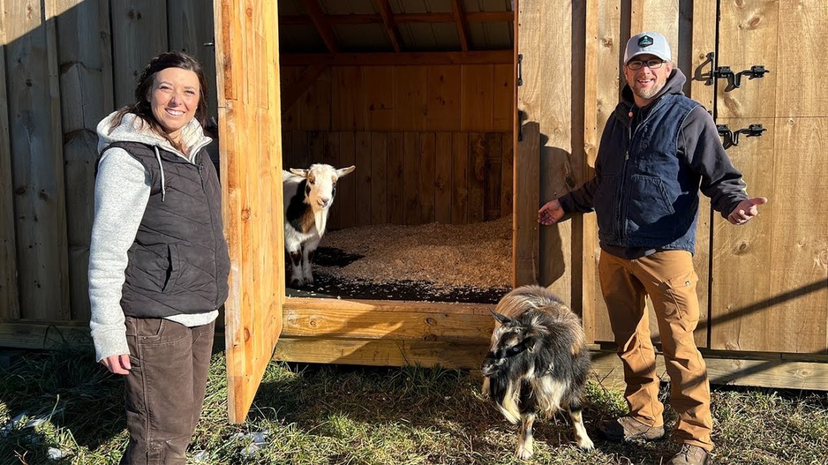 Ready or Not... Moving Our BREEDING Bucks to Our OFF GRID FARM in the WOODS