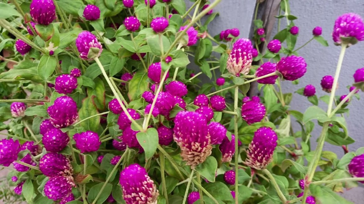 Globe Amaranth / Gomphrena Globosa - flowers from rooftop garden