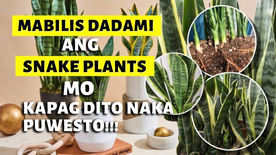 BEST PLACES TO PUT YOUR SNAKE PLANTS FOR GOOD LUCK! | TO GROW FASTER AND HEALTHIER